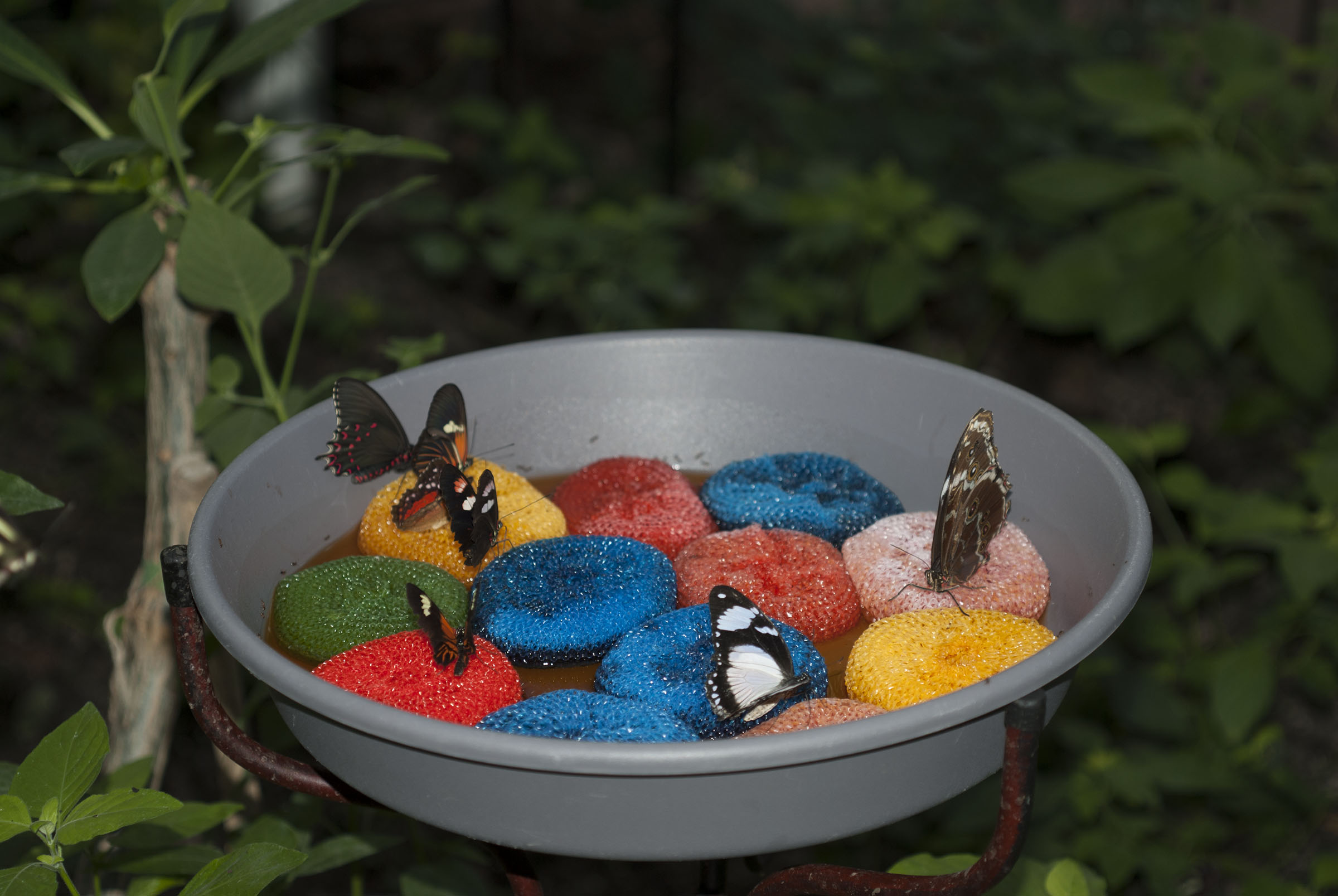 Colorful butterflies on rocks